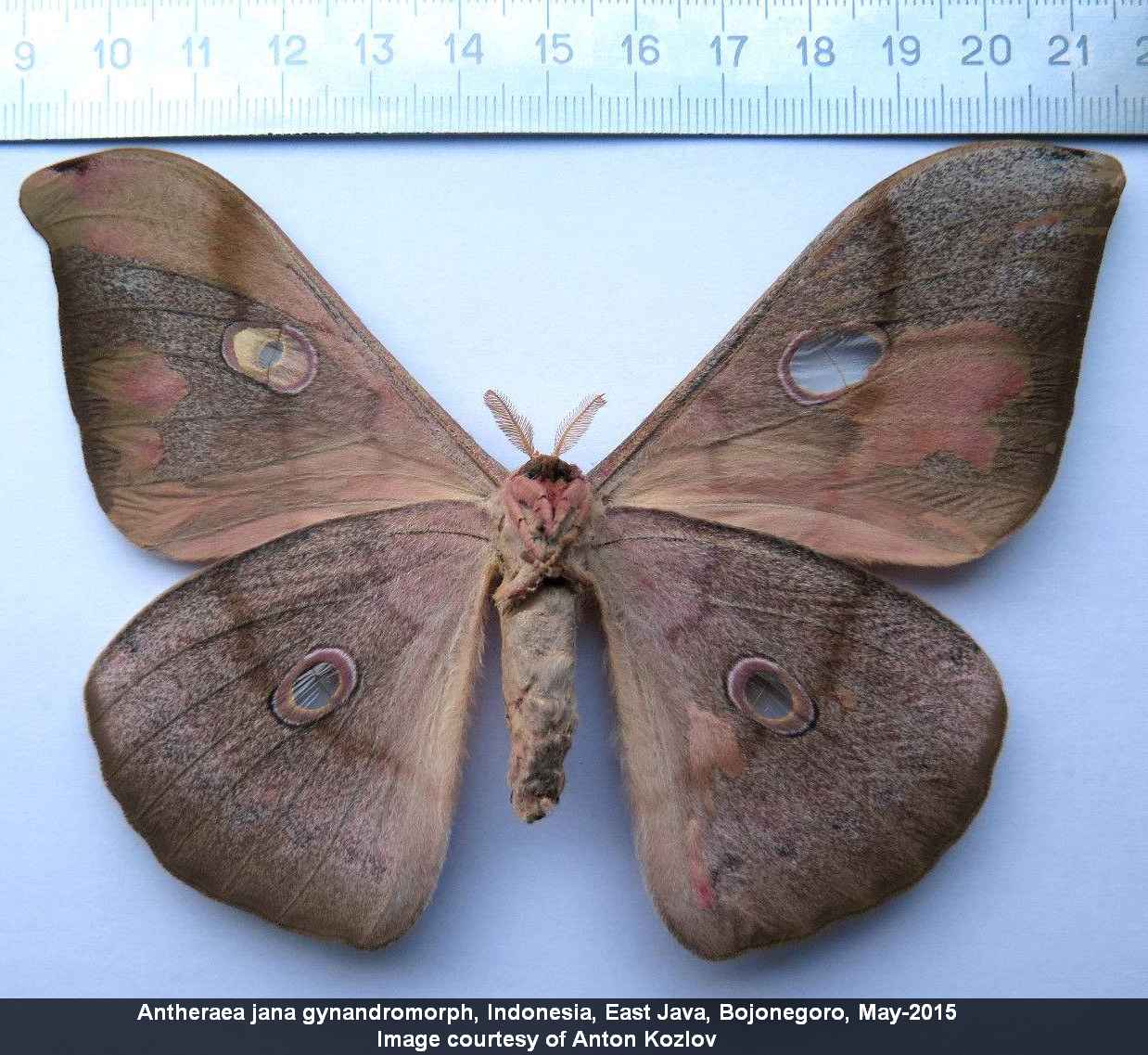 Antheraea jana (gynandromorph, java, indonesia, ebay 2) (Internet Image property of respective owner, non-commercial use only)